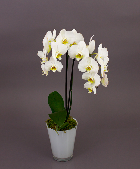 White Phalaenopsis Orchid Plant