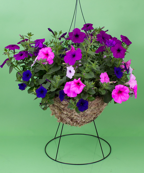 Hanging Petunia