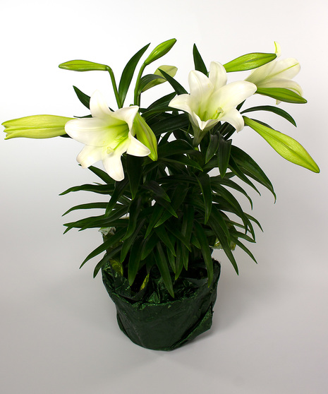  Currans Double Stemmed Easter Lily - Same Day Delivery, Danvers MA