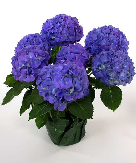 Currans Large Blue Hydrangea Plant - Same Day Delivery, Danvers MA