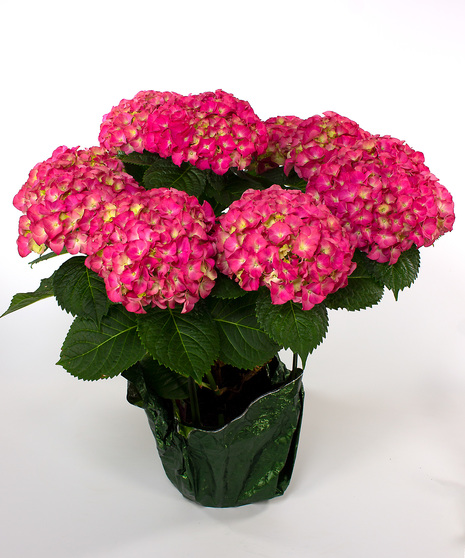 Currans Large Pink Hydrangea Plant - Same Day Delivery, Danvers MA