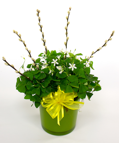 Celebrate the day with our Oxallis Shamrock Pot. This year's plants are lush and laden with white blooms. 