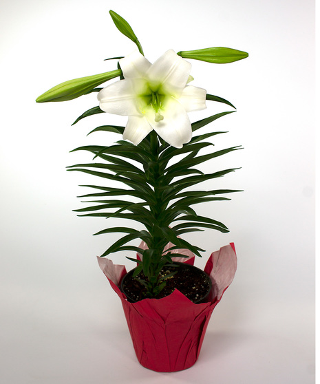  Currans Easter Lily - Same Day Delivery, Danvers MA