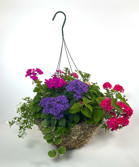 Currans Signature Mix Moss Hanging Basket- Same Day Delivery, Danvers,MA