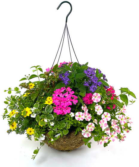 Currans Signature Mix Moss Hanging Basket