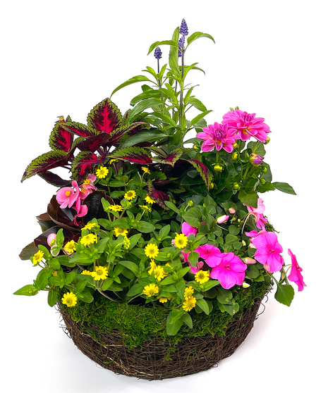 Mother's Day Annual Vine Basket