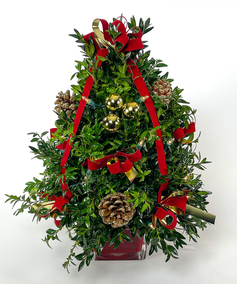 Boxwood Tree with Lights