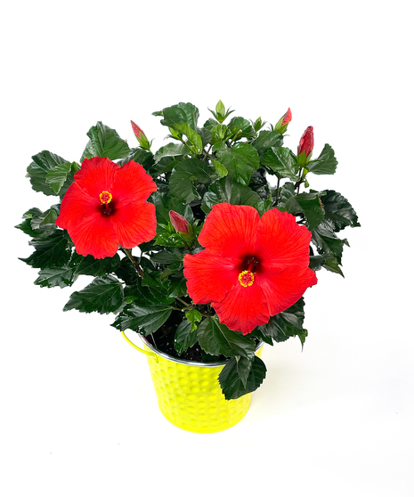 Hibiscus Plant