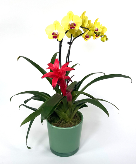 Rio Orchid Garden