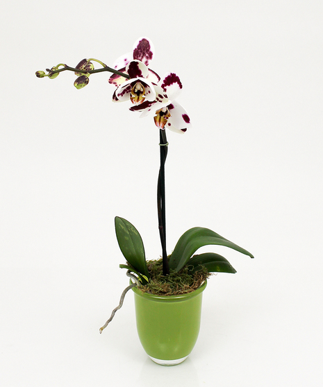 Petite Orchid Plant