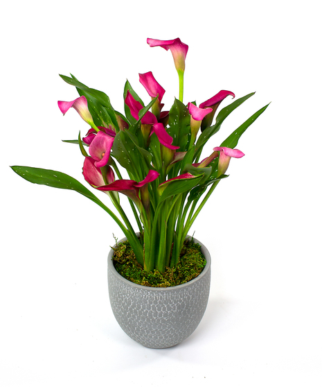 Calla Lily Plant
