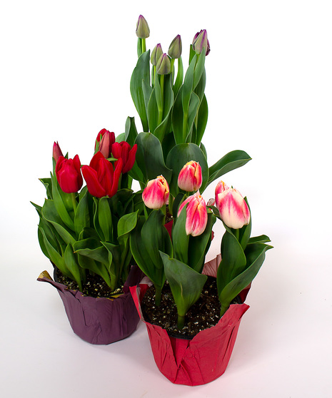 Tulip  Plant