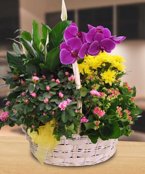 Garden Basket with an Orchid Plant