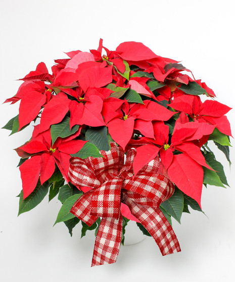 Large Poinsettia