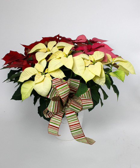 Table Top Poinsettia