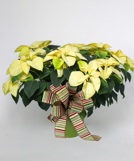 Table Top Poinsettia