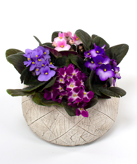 African Violet Garden