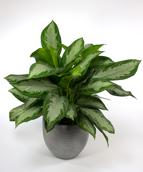 Aglaonema