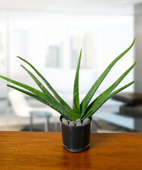Aloe Plant