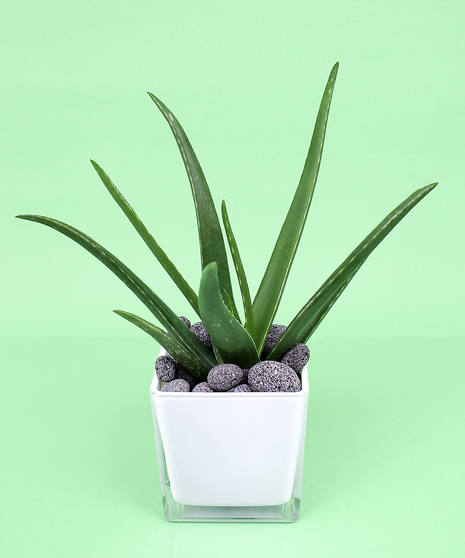 Aloe in compact cube