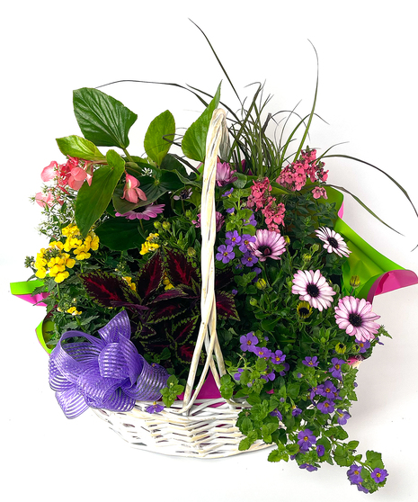 Plant colors and varieties vary based on availability.  Approximate sizes:  Regular 14x14H  Deluxe 18Wx18H