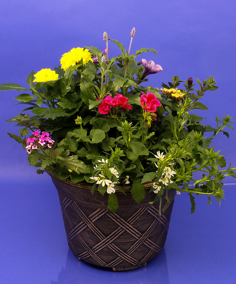 Annual Planter