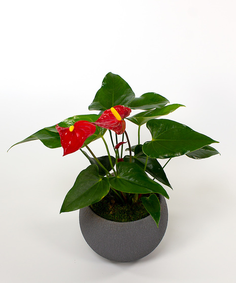 Anthurium Plant