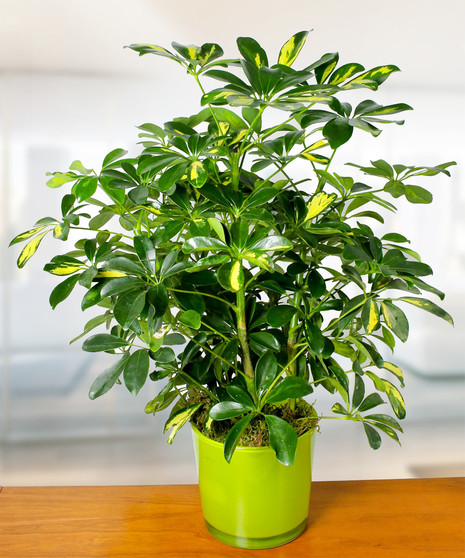 Arboricola Plant