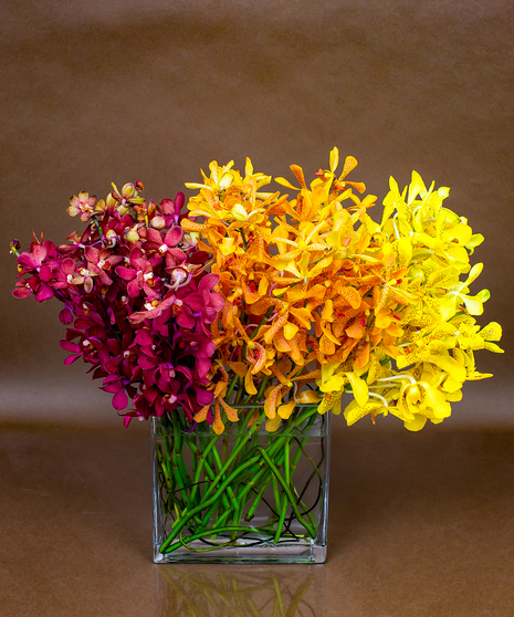 Autumn Orchid Collection