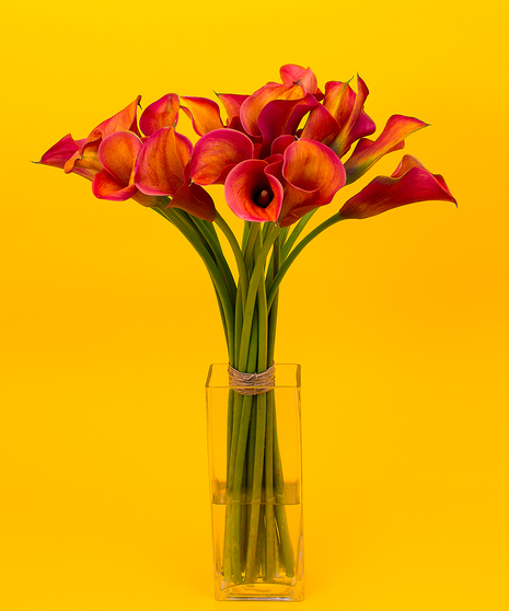 Autumn Calla Lilies