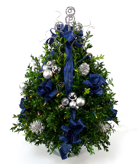 Blue and Silver Boxwood Tree