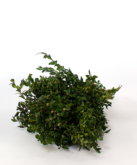 Boxwood Bagged