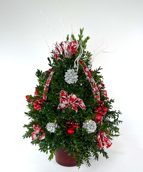 We've taken the finest premium boxwood tips from Virginia and designed a beautiful boxwood tree, then trimmed it with lights and beautiful ribbons, cones and ball clusters.