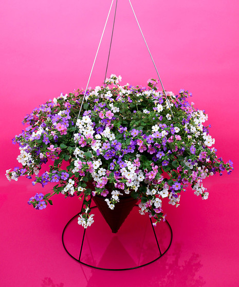 Hanging Bacopa