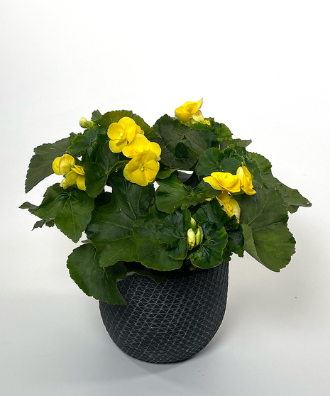 Rieger Begonia