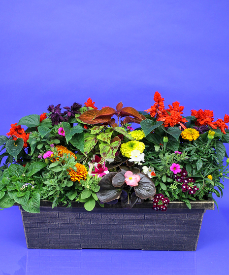 Bright Annuals Window Box Planter