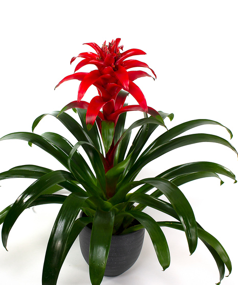 Bromeliad Plant