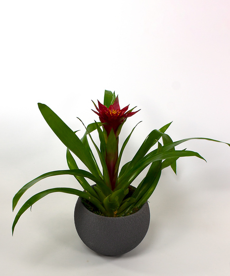 Bromeliad Plant