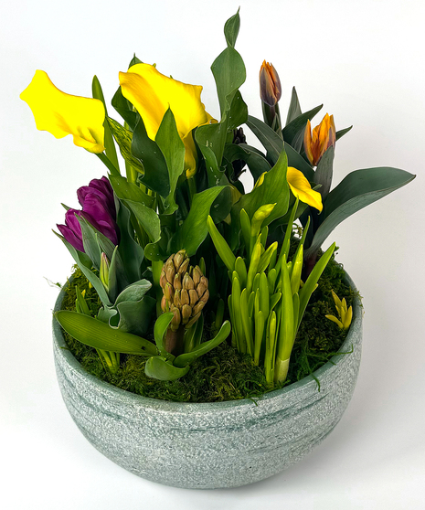 Spring Bulb Planter