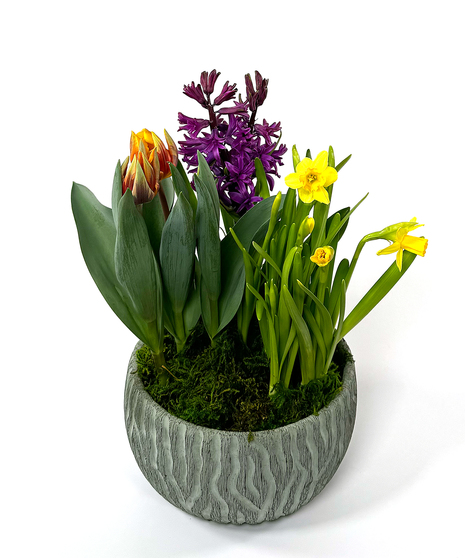 dish garden of spring plants
