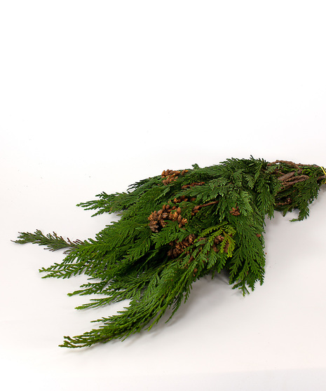 Coned Cedar Bunch