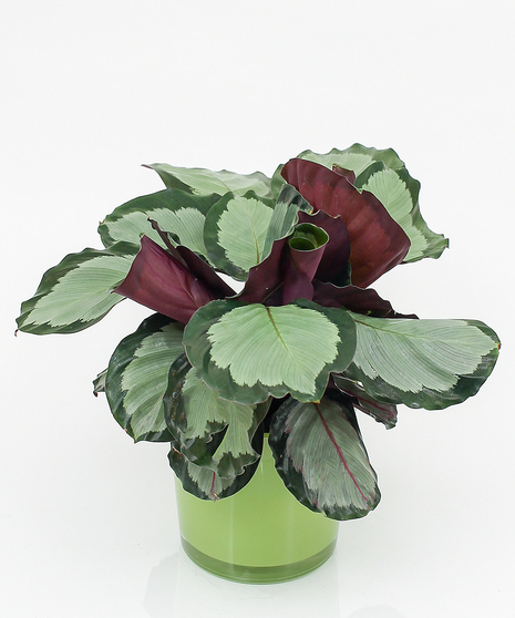 Calathea Plant