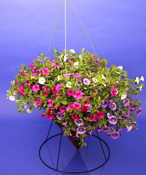 Hanging Calibrachoa Mix - Same Day Delivery, Danvers,MA