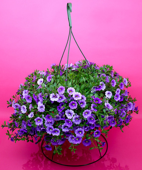 Hanging Calibrachoa - Same Day Delivery, Danvers,MA
