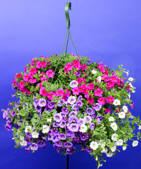 Hanging Calibrachoa Mix