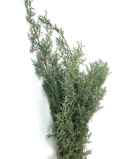 Carolina Sapphire (Juniper)