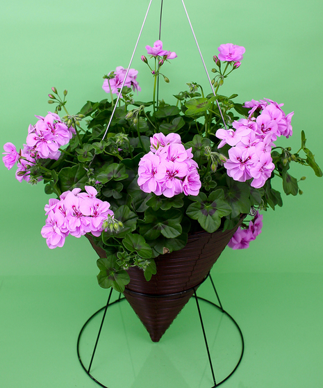 Hanging Double Flower Geranium Cone