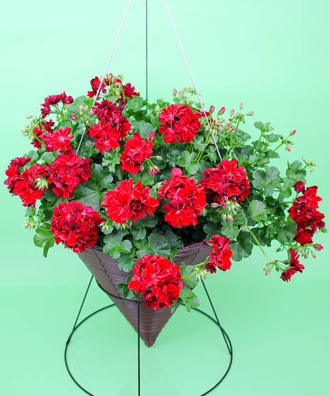 Hanging Double Flower Geranium Cone   - Same Day Delivery, Danvers,MA