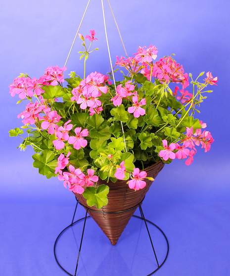 Hanging Multi Flower Geranium Cone