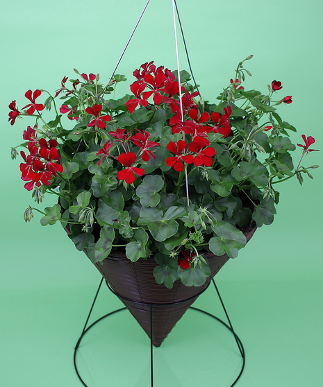 Hanging Multi Flower Geranium Cone   - Same Day Delivery, Danvers,MA